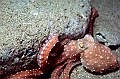 12 Octopus macropus